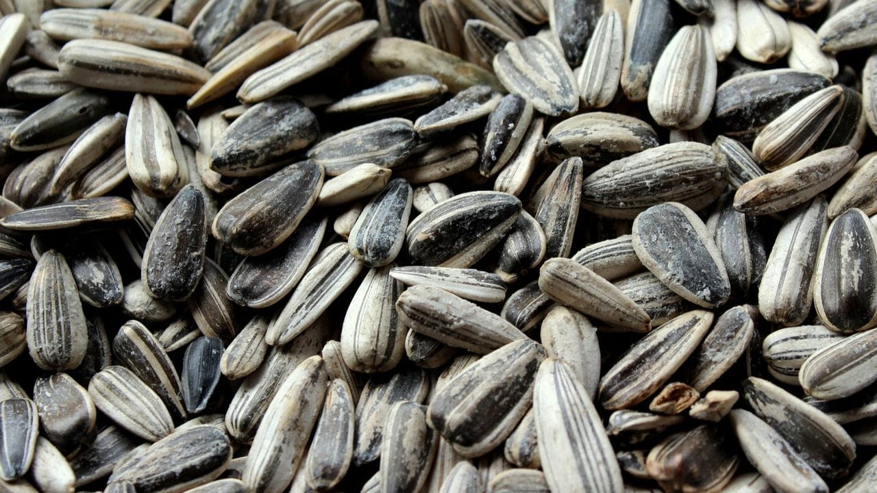 పొద్దుతిరుగుడు గింజలు : ఇవి విటమిన్ E కి గొప్ప మూలం. ఇవి స్కాల్ప్లో రక్త ప్రసరణను మెరుగు పరిచి జుట్టును బలంగా మార్చుతాయి. అలాగే జుట్టును మెరుస్తూ ఉండేలా చేస్తాయి. అలాగే చిన్న వయసులోనే జుట్టు తెల్లబడకుండా కాపాడుతుంది. ఇవే కాదు నల్ల నువ్వులు కూడా జుట్టుకు మేలు చేస్తాయి. ఇవి జుట్టు సహజమైన నలుపు రంగును ఇస్తాయి. జుట్టు రాలడాన్ని కూడా తగ్గిస్తాయి.