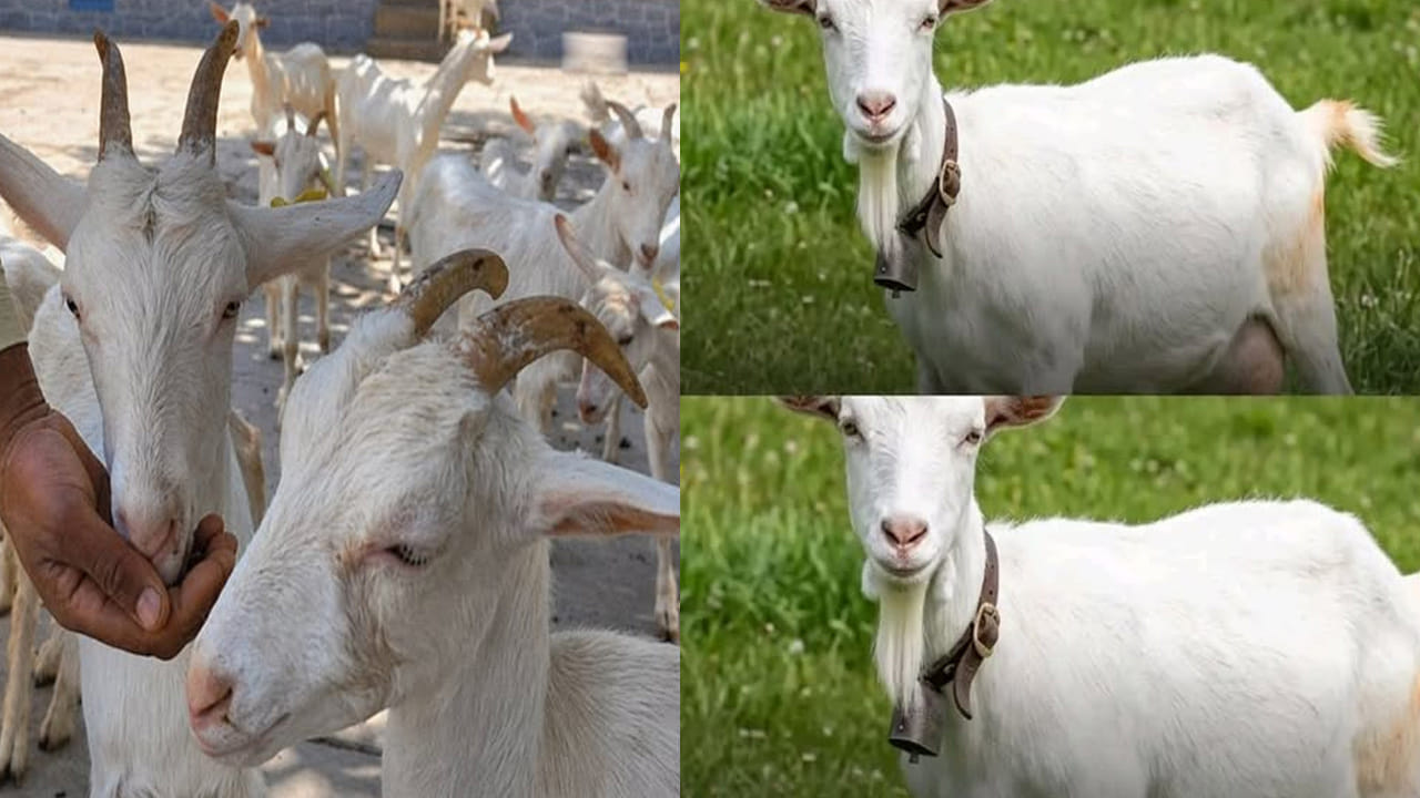 7 లీటర్ల పాలు ఇచ్చే మేక..! భారత్‌లో అడుగుపెట్టిన స్విట్జర్లాండ్ పాల రాణి.. దీని ప్రత్యేకతలు తెలిస్తే..