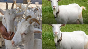 7 లీటర్ల పాలిచ్చే మేక! భారత్‌లోకి స్విట్జర్లాండ్ పాల రాణి