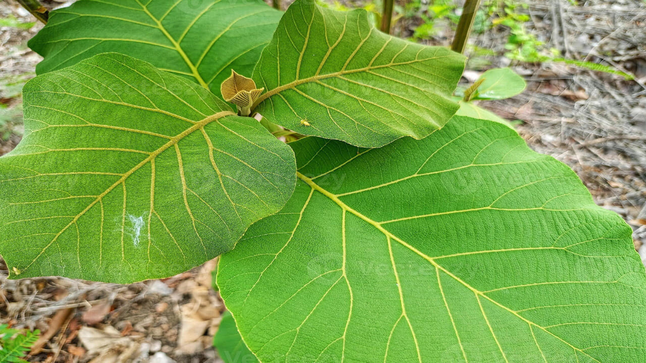 Teak Leaves