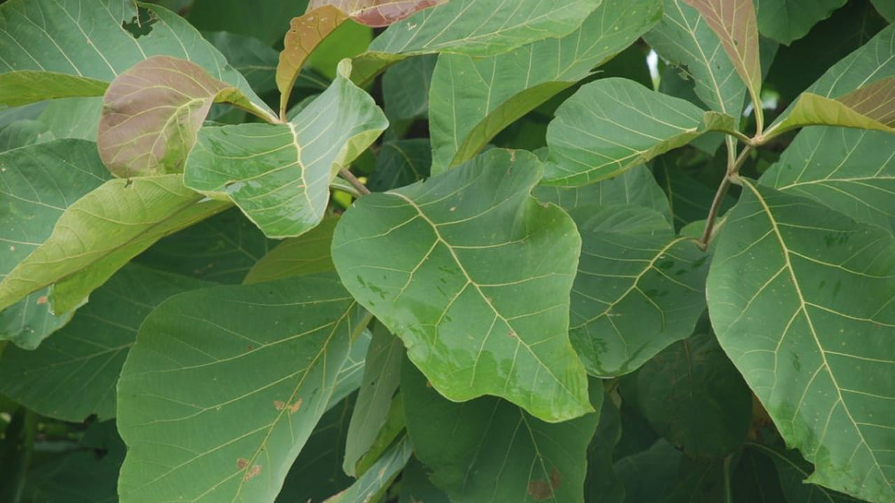 Teak Leaves