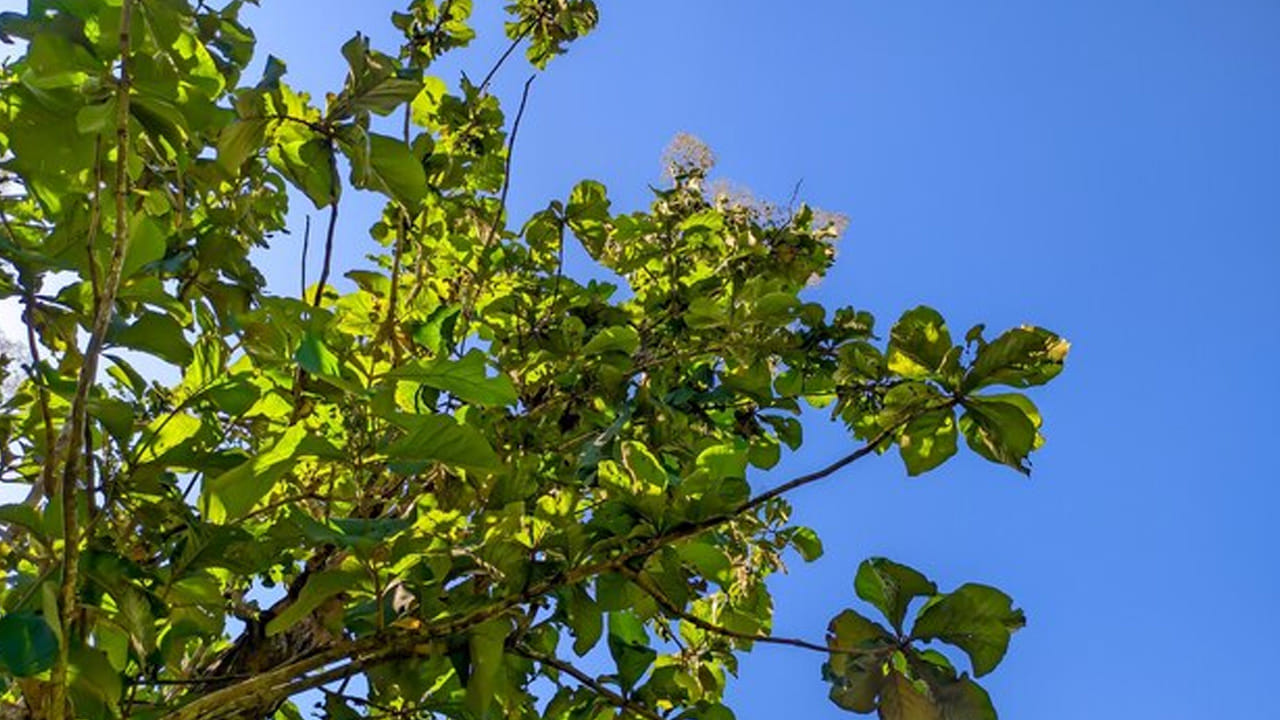 Teak Leaves