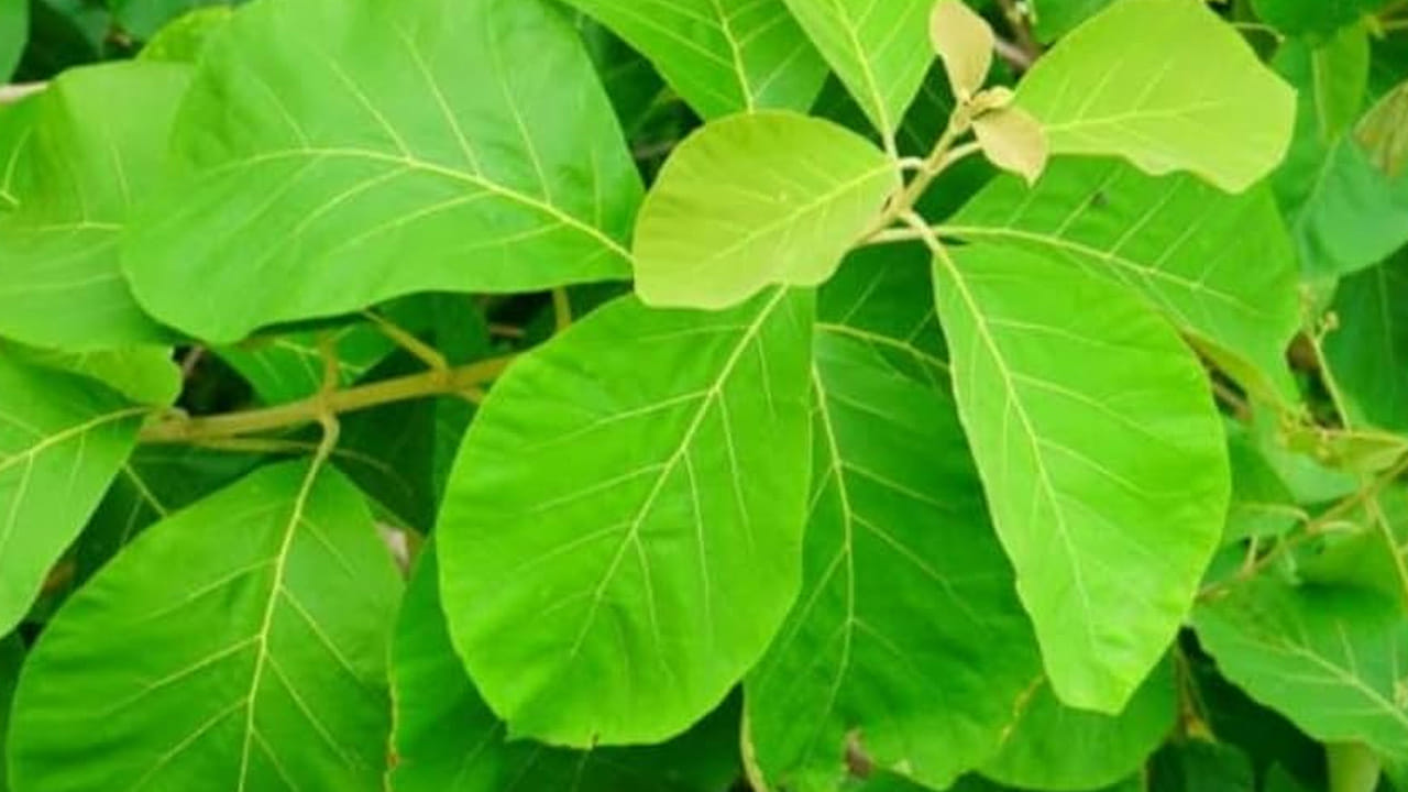 Teak Leaves