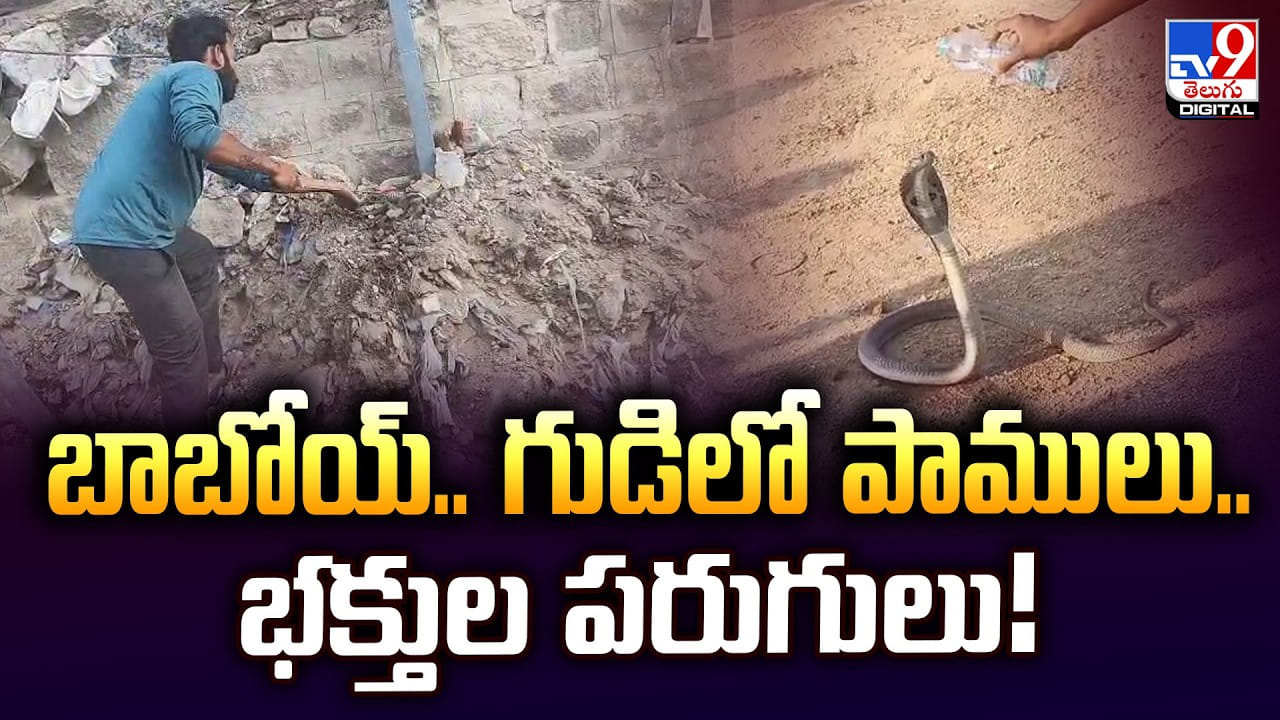 బాబోయ్‌.. గుడిలో పాములు..భక్తుల పరుగులు!