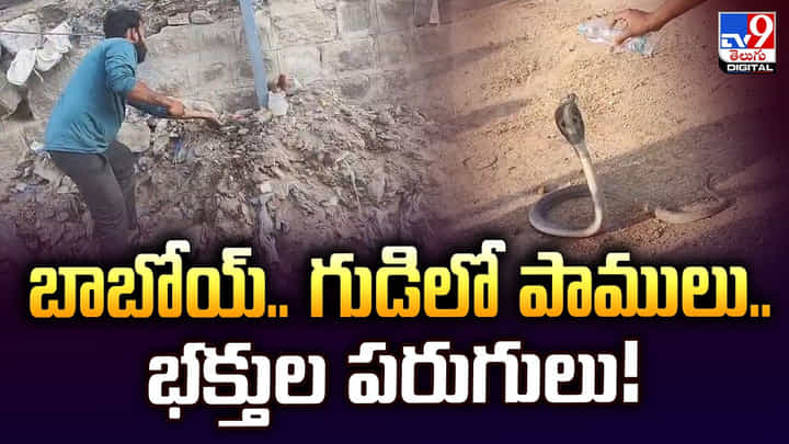బాబోయ్.. గుడిలో పాములు..భక్తుల పరుగులు! బాబోయ్.. గుడిలో పాములు..భక్తుల పరుగులు!