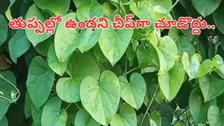 Summer Tips: వేసవిలో బూట్ల దుర్వాసనతో ఇబ్బంది పడుతున్నారా? ఉతకాల్సిన అవసరం లేకుండానే చెడు వాసన పోగొట్టే చిట్కాలు ఇవే!