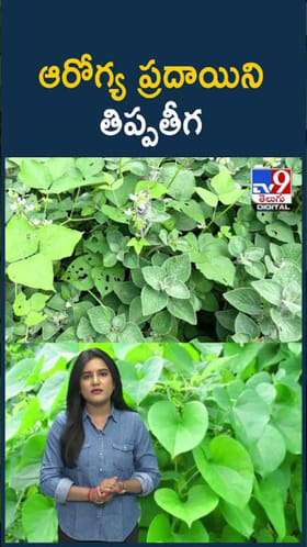 ఆరోగ్యానికి వరం తిప్పతీగ.. ఈ అద్భుత ప్రయోజనాలు మీకు తెలుసా?