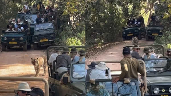 Viral Video: జంగిల్ జామైంది.. ట్రాఫిక్ జామ్లో చిక్కుకున్న పులి..! ఏం చేసిందంటే..