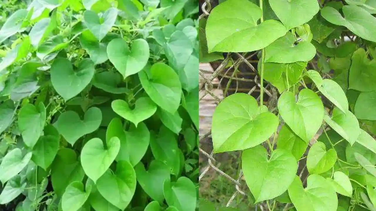 తిప్పతీగను దీర్ఘకాలిక జ్వరాలు, చర్మ సమస్యలు, జీర్ణక్రియను మెరుగుపరచడం కోసం తీసుకోవచ్చు.. ఈ తీగ రక్త శుద్ధికి, కాలేయ ఆరోగ్యానికి, ఒత్తిడిని తగ్గించడానికి కూడా సహాయపడుతుంది. తిప్పతీగ జ్యూస్‌ను కొంచెం పరిమాణంలో నీటితో కలిపి ఉదయం పూట ఖాళీ కడుపుతో తాగడం వల్ల ఈ ప్రయోజనాలను పొందవచ్చని ఆరోగ్య నిపుణులు చెబుతున్నారు.. ( ఇది కేవలం అవగాహన కోసం మాత్రమే.. మీకు ఏమైనా సమస్యలుంటే నేరుగా వైద్య నిపుణులను సంప్రదించండి)