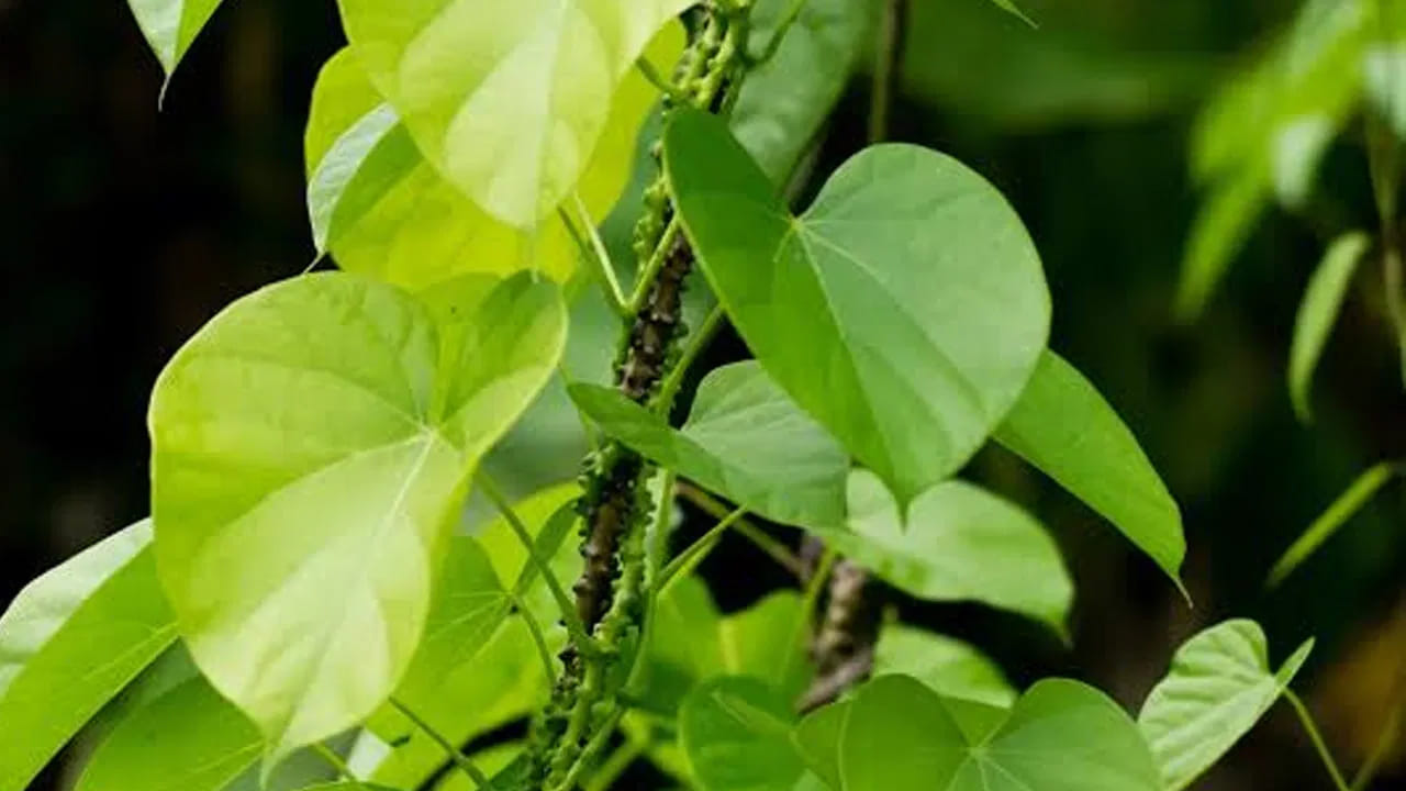 Tippa Teega Health Benefits