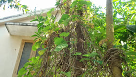 పిచ్చి తీగ అనుకునేరు.. సర్వరోగాల నివారణకు ఈ ఒక్క జ్యూస్ చాలు..