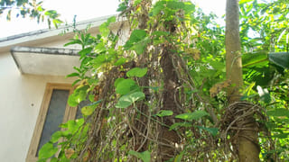 సమ్మర్‌లో శరీరం, ఆరోగ్యాన్ని చల్లగా ఉంచే సూపర్‌ ఫుడ్‌.. ముసలోళ్ళు కూడా పాతికేళ్ల పడుచు పిల్లలా కనిపించేస్తారు..