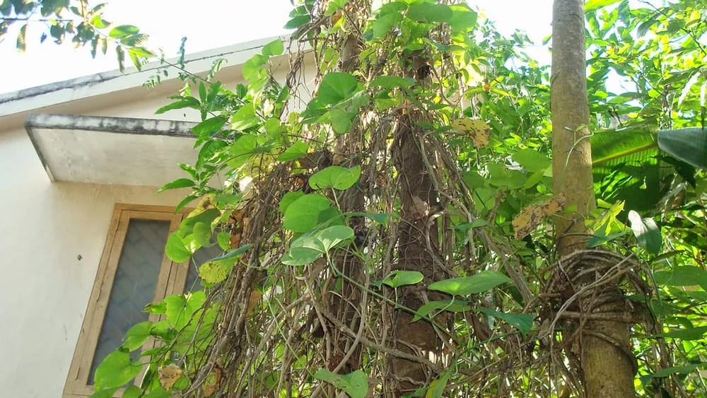 తుప్పల్లో ఉంటుందని పిచ్చి తీగ అనుకునేరు.. సర్వరోగాల నివారణకు ఈ ఒక్క జ్యూస్ చాలు..