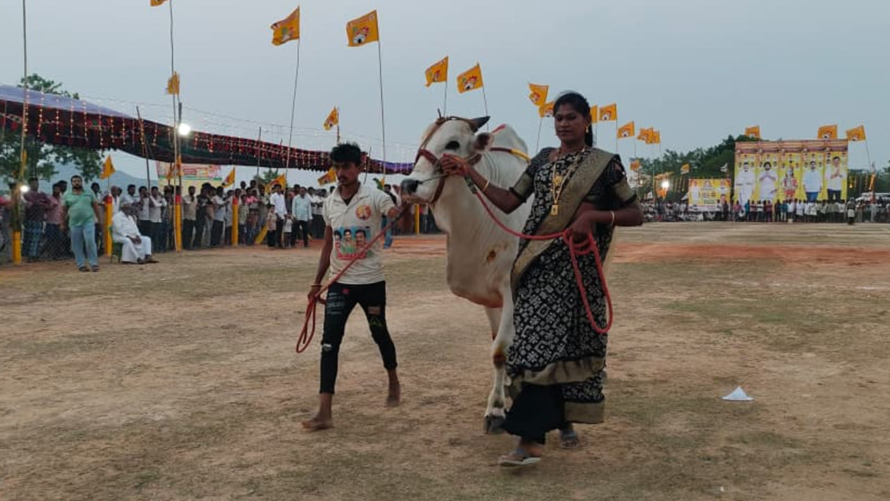 పోట్లగిత్తల బరిలో ట్రాన్స్‌జెండర్‌… ఎద్దుల పోటీల్లో ప్రత్యేక ఆకర్షణ