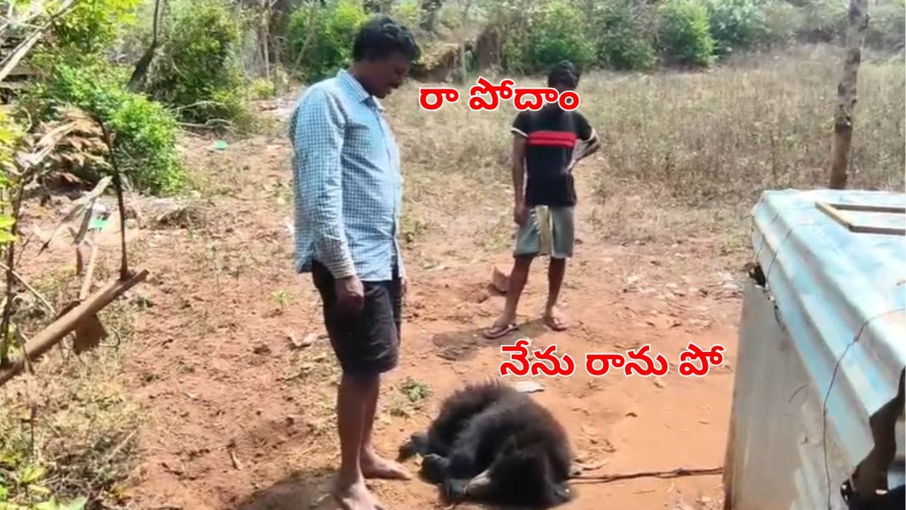 Watch: జూకు వెళ్లనని మారాం చేసిన ఎలుగుబంటి.. ఆ ఫ్యామిలీని చూస్తూ ఏం చేసిందంటే?