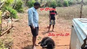 జూకు వెళ్లనని మారాం చేసిన ఎలుగుబంటి.. ఆ ఫ్యామిలీని చూస్తూ