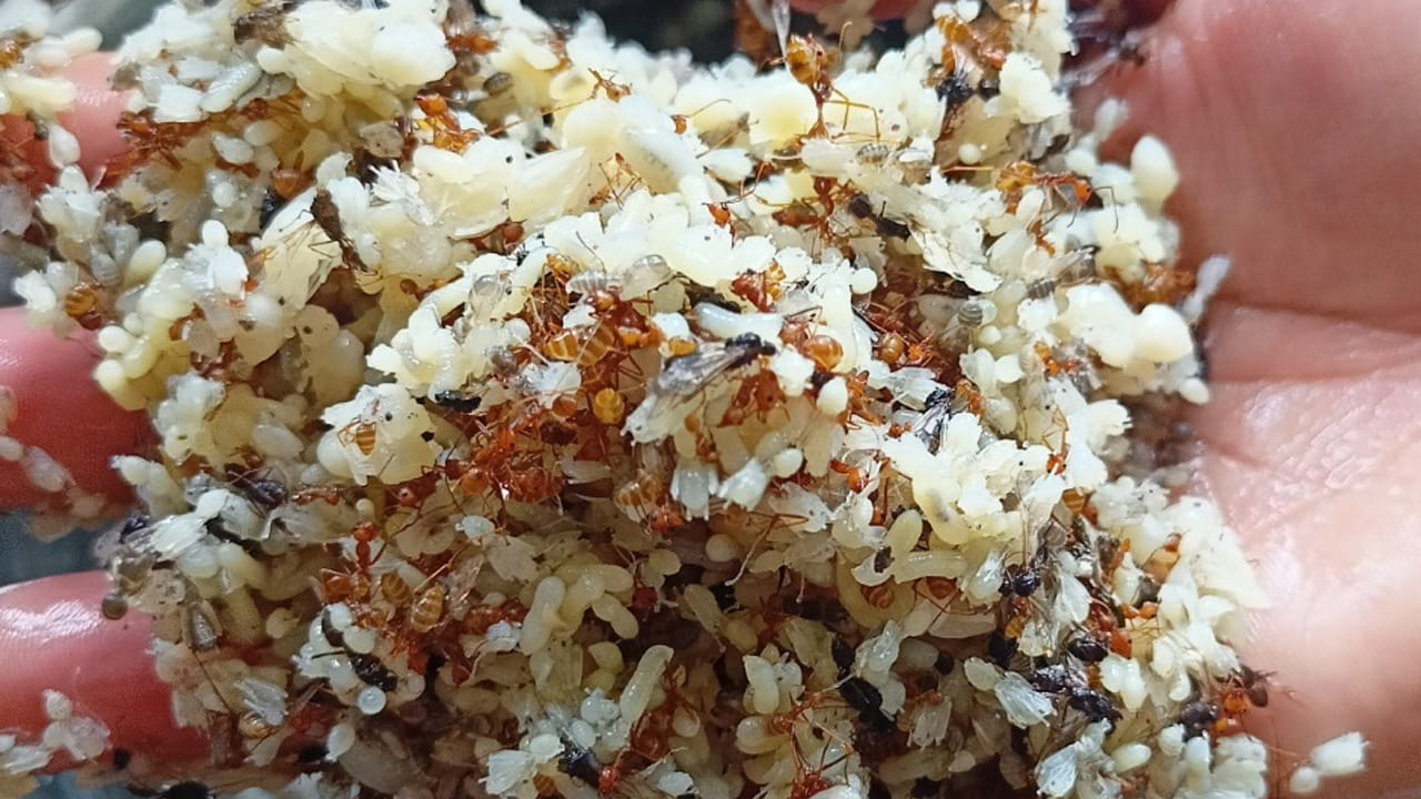 అడవిలో ఉండే ఎర్ర చీమలను ఇష్టంగా తింటారు. ఇంకా వీటితో అయితే రక రకాల వంటకాలు చేస్తారు. పులుసు, ఇగురు, కూర ఇలా ఎన్నో రెసిపీలు చేస్తారు. ఈ నెల నుంచి మొదలయ్యి నాలుగు నెలల పాటు ఆహార వేటలో వీటిని తింటారు.