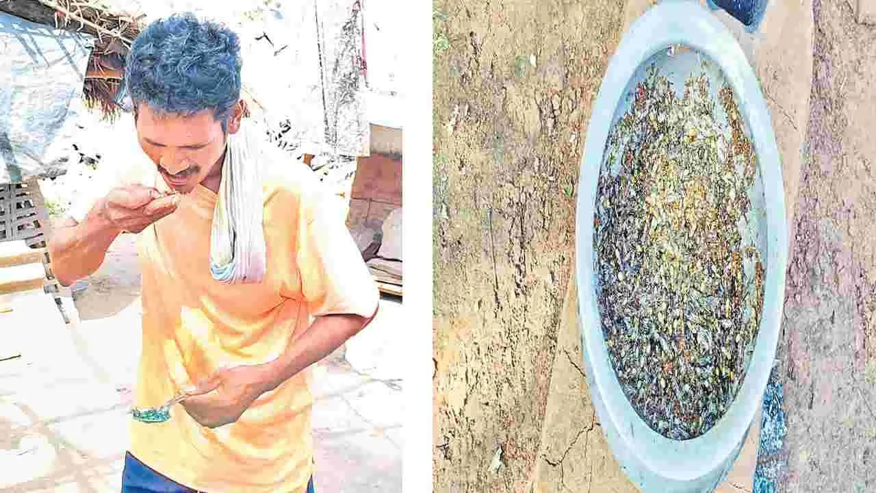 ఈ గుడ్లను వేరు చేసి క్యాబేజీని కట్ చేసినట్టుగా చేసుకుని దానిలో కొద్దిగా పెసరపప్పు, నువ్వుపొడి వేసి వండుతారు. ఇంకా ఆరి తేగ దుంపలు, మురగడి దుంపలు ఆగస్టు వరకు లభిస్తాయి.