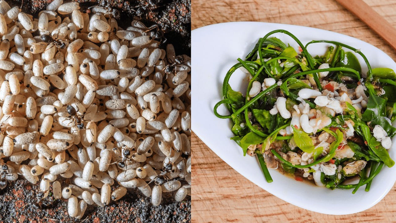 కొందరు వీటిని కాల్చి, ఉడకబెట్టి బాగా తింటారు. ఇంకా కూరలు కూడా వండుకుని తింటారు. ఈ చీమ గుడ్లలో ప్రోటీన్, కాల్షియం శరీరానికి బలాన్ని ఇస్తాయి. అలాగే, ఆరోగ్యాన్ని కూడా మెరుగుపరుస్తాయి.