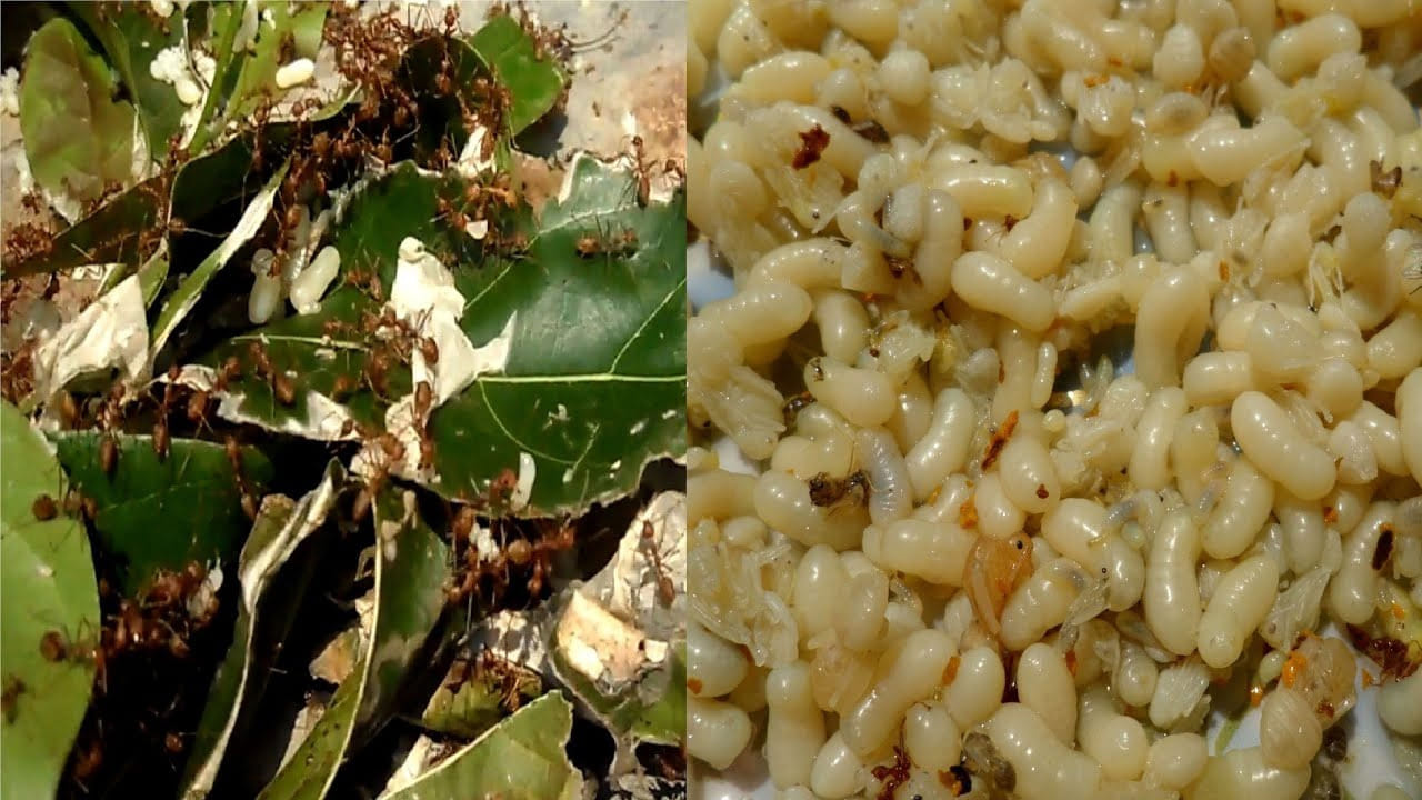 చీమ గుడ్ల కూర ఏంటా అని సందేహిస్తున్నారా? ఎందుకంటే ఇవి వాటి నుంచే తయారు చేస్తారు కాబట్టి. ఉత్తరాంధ్రలోని పార్వతీపురం శ్రీకాకుళం జిల్లాల్లో ఉండే గిరిజన సాంప్రదాయ వంటకం. వీరి ఆహార అలవాట్లకు మన తినే ఆహారాలకు చాలా తేడా ఉంది. పూర్తిగా భిన్నం కూడా.