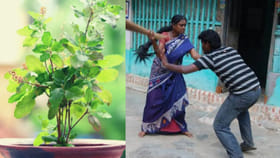 తులసి చెట్టు పక్కన ఈ తప్పులు చేస్తే.. మొగుడు పెళ్ళాల మధ్య గొడవలే