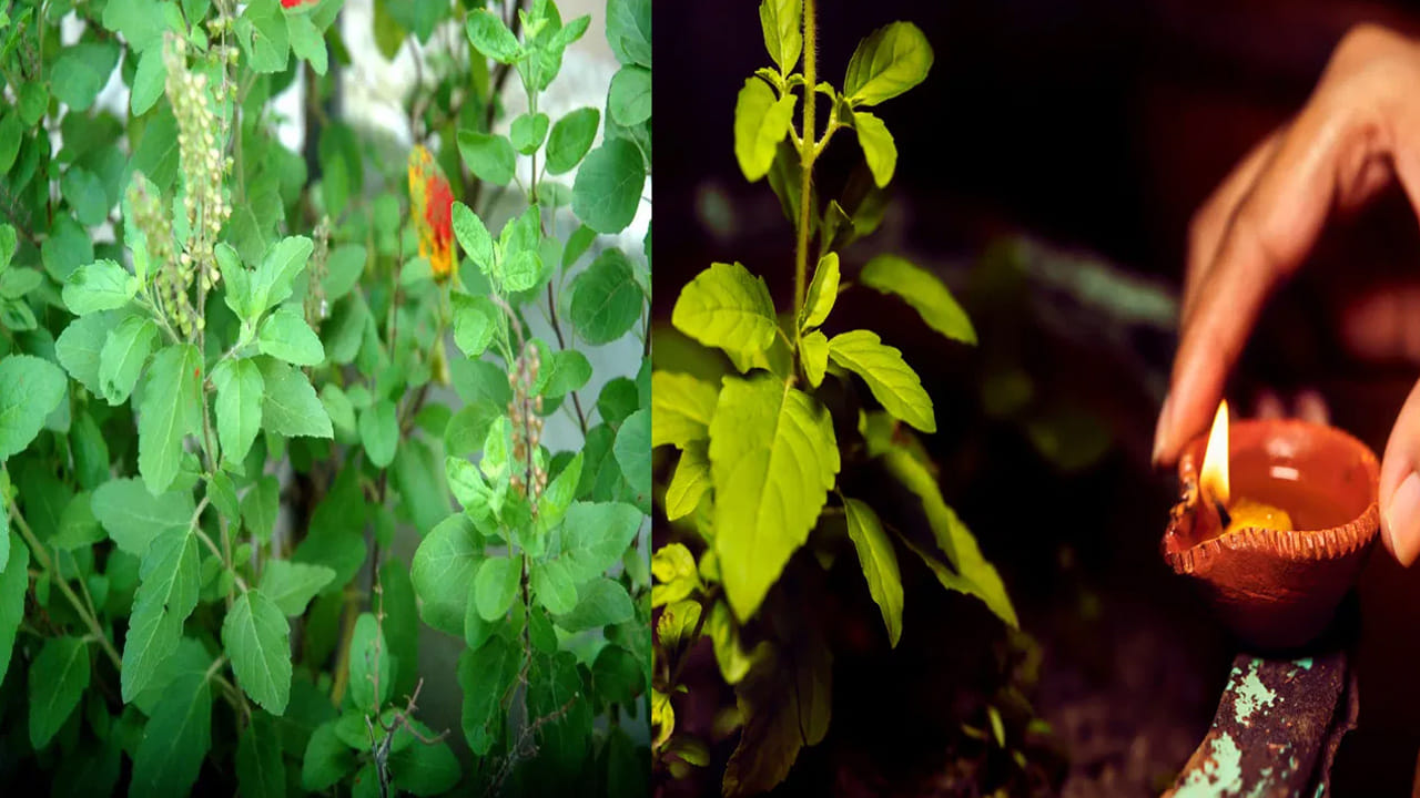 మనీ ప్లాంట్ (Money Plant): మనీ ప్లాంట్ కూడా శుభప్రదమైనదే అయినప్పటికీ, దానిని తులసి మొక్కకు అతి దగ్గరగా నాటడం లేదా ఒకే కుండీలో పెంచడం వాస్తు రీత్యా మంచిది కాదు. ఈ రెండు మొక్కల శక్తి వేర్వేరుగా ఉంటుంది. కాబట్టి, వాటిని తగినంత దూరంలో ఉంచడం శ్రేయస్కరం.