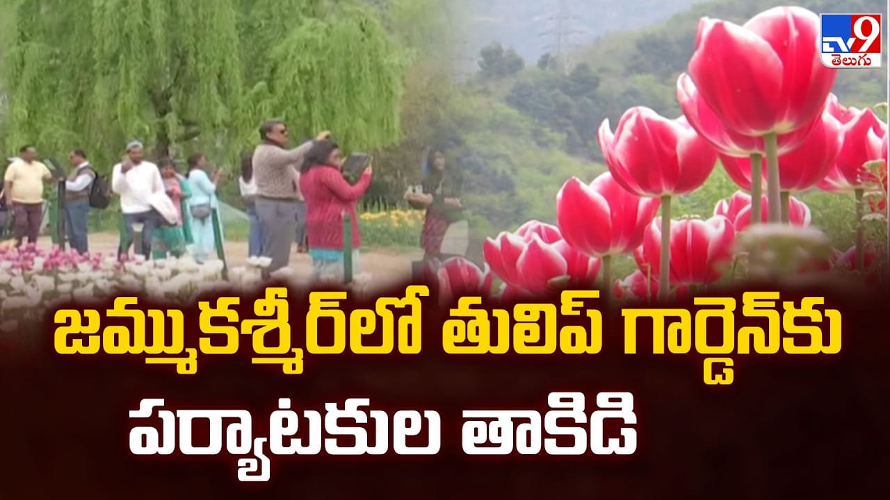 Tulip Garden: జమ్ముకశ్మీర్ లో తులిప్ గార్డెన్ కు పర్యాటకుల తాకిడి