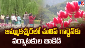 జమ్ముకశ్మీర్ లో తులిప్ గార్డెన్ కు పర్యాటకుల తాకిడి