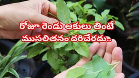 ఉదయాన్నే ఖాళీ కడుపుతో ఈ ఆకులు రెండు తింటే చాలు ముసలితనం దరిచేరదు!