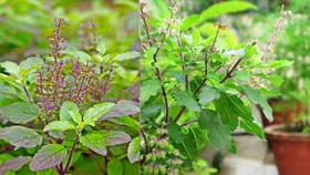 తులసి చెట్టుకు ఈ ద్రావణం పోస్తే మండే ఎండలో కూడా ఎండిపోదు..