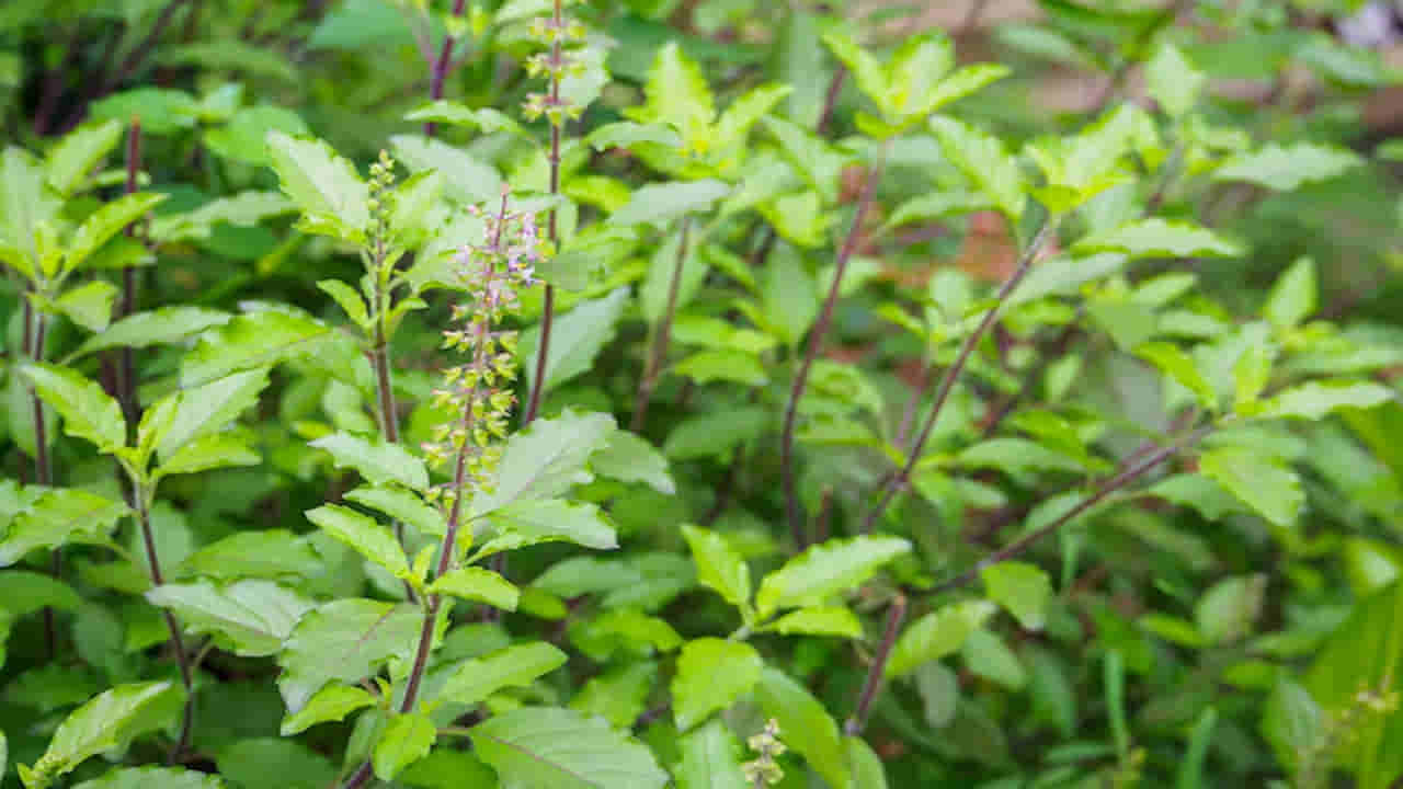 మీ ఇంట్లోని తులసి మొక్క ఎండిపోతోందా? పచ్చగా, ఏపుగా పెరగడానికి ఈ 5 చిట్కాలు పాటించండి!