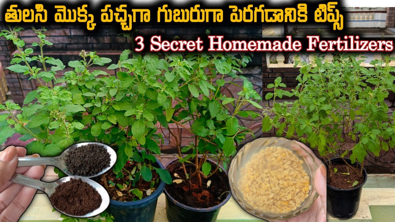 ఎండాకాలంలోనూ తులసి మొక్క పచ్చగా, గుబురుగా పెరగాలంటే ఇలా చేయండి..