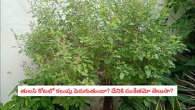 తులసి కోటలో కలుపు పెరుగుతుందా? దేనికి సంకేతమో తెలుసా? !
