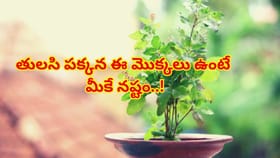 తులసి మొక్క పక్కన ఈ మొక్కలు పెంచుతున్నారా? జాగ్రత్త! లక్ష్మీదేవి
