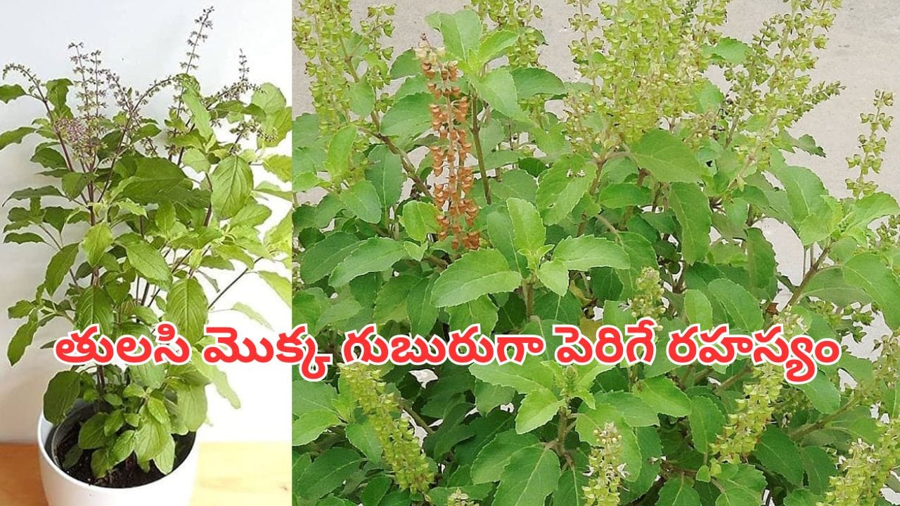 ఎండాకాలంలో తులసి మొక్క ఎండిపోతుందా..? గుబురుగా పెరగాలంటే ఈ ఒక్కటి చేస్తే చాలు..