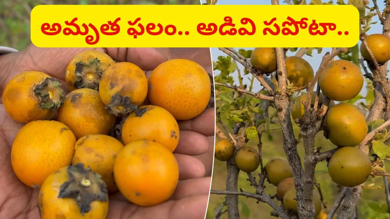 అమృత ఫలం.. ఒక్కసారి రుచి చూస్తే వెంటపడాల్సిందే.. తునికిపండు స్పెషాలిటీ ఇదే