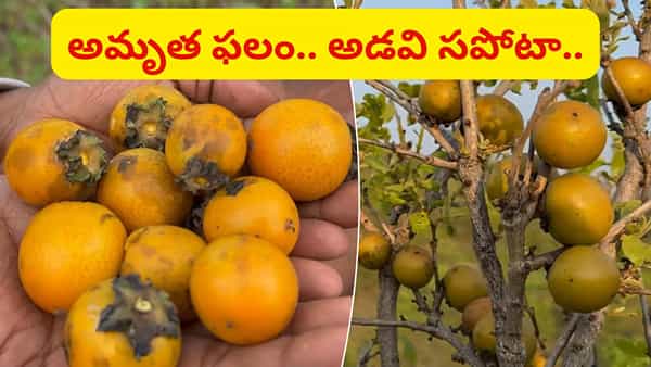 అమృత ఫలం.. ఒక్కసారి రుచి చూస్తే వెంటపడాల్సిందే.. తునికిపండు స్పెషాలిటీ ఇదే