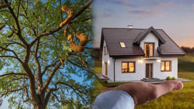 వాస్తు టిప్స్ : ఇంటి ముందు ఈ మూడు చెట్లు ఉంటే దురదృష్టమే!