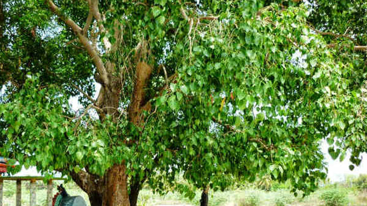రావి చెట్టు : ఇంటి ముందు రావి చెట్టు ఉండటం అస్సలే మంచిది కాదు. ముఖ్యంగా రావి చెట్టును దైవంగా పూజిస్తారు. దీని పై దేవతలు నివసిస్తారని చెబుతుంటారు. అంతే కాకుండా దీనిని పూజించడం వలన జాతకంలోని దోషాలు కూడా తొలిగిపోతాయని అంటారు. అయితే ఈ మొక్క వలన చాలా లాభాలు ఉన్నప్పటికీ, దీనిని ఇంటి ముందు నాటుకోకూడదంట. దీని వలన ఇది జీవితం పై ప్రతికూల ప్రభావం చూపుతుందని చెబుతున్నారు జ్యోతిష్య శాస్త్ర నిపుణులు.
