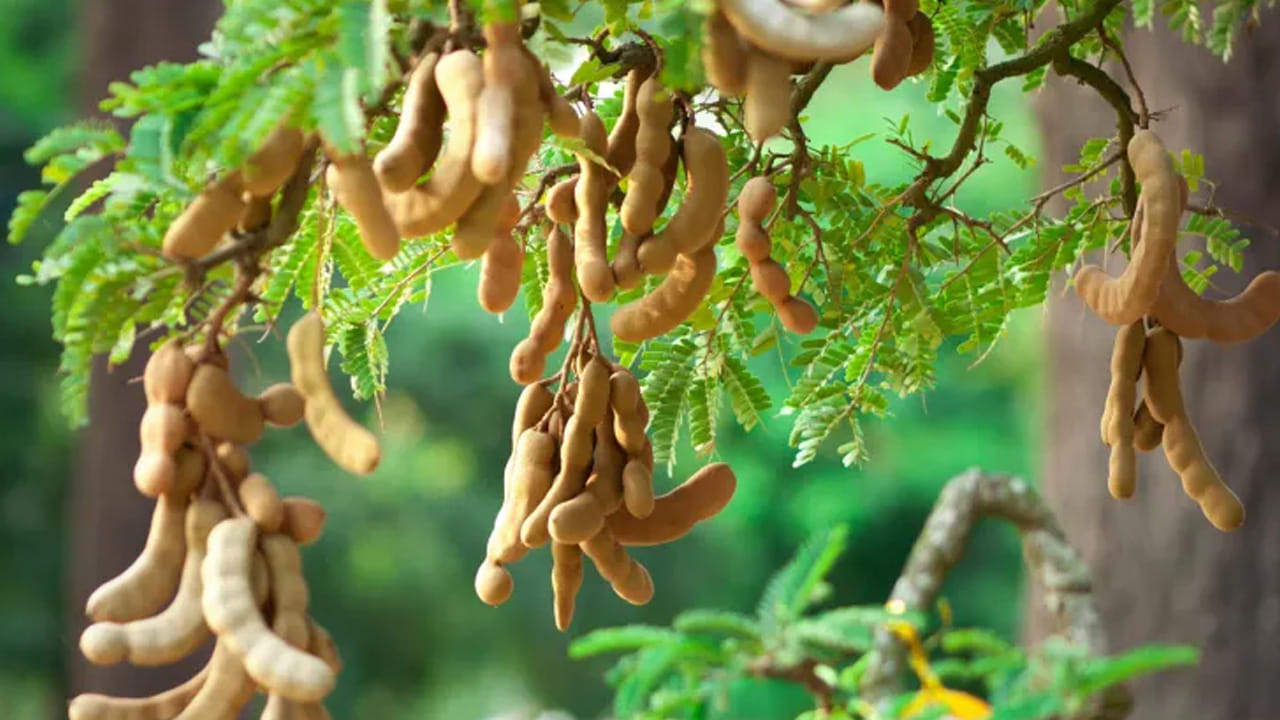 చింత చెట్టు : చాలా మంది ఇంటి ముందు చింత చెట్టు పెంచుకుంటారు. ముఖ్యంగా గ్రామీణ ప్రాంతాలలో చాలా మంది ఇంటి ముందు చింత చెట్టు తప్పకుండా ఉంటుంది. అయితే ఇలా ఇంటి ముందు చింత చెట్టు ఉండటం అస్సలే మంచిది కాదంట, అంతే కాకుండా, దీని నీడ ఇంటిపై పడటం వలన ఇది ఇంటిలో కలహాలు, భార్యభర్తల మధ్య విభేదాలకు కారణం అవుతుందని చెబుతున్నారు వాస్తు శాస్త్ర నిపుణులు.