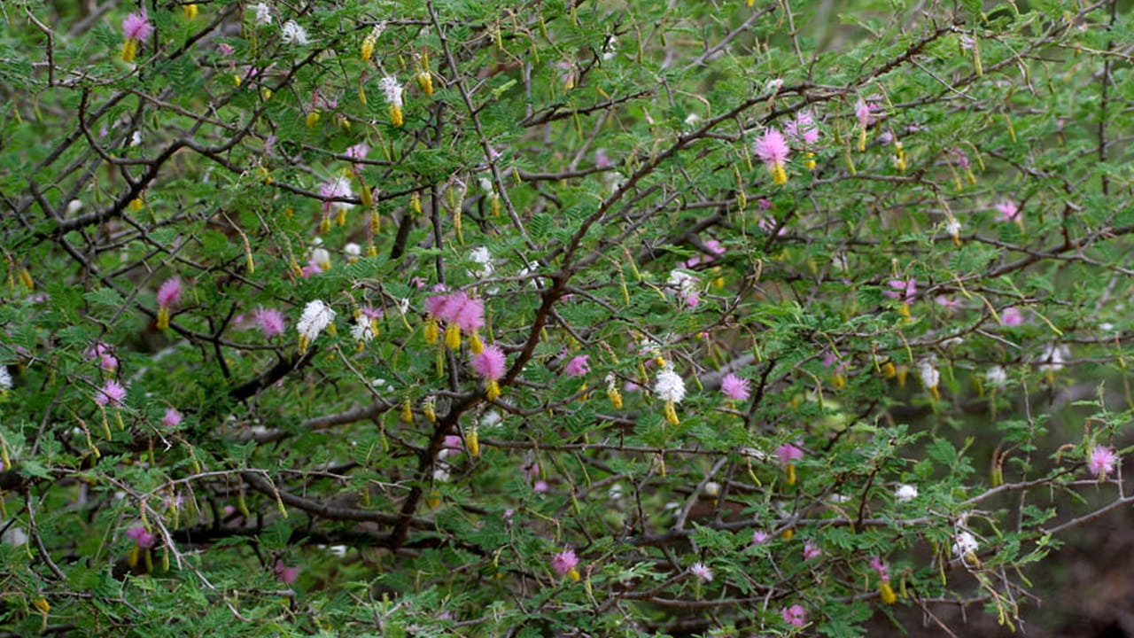 తుమ్మ చెట్టు : వాస్తు శాస్త్రం ప్రకారం ఇంటి ముందు తుమ్మ చెట్టు ఉండటం అస్సలే మంచిది కాదు, ఇది దరిద్రానికి సంకేతం. వాస్తు ప్రకారం దీని నీడ ఇంటిపై పడినా ఇది అనేక సమస్యలకు కారణం అవుతుందని చెబుతున్నారు వాస్తు శాస్త్ర నిపుణులు.