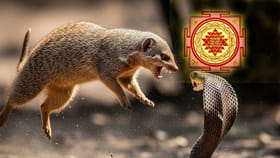 వాస్తు చిట్కాలు.. రోడ్డు పై ముంగీస కనిపించడం శుభమా? అశుభమా?