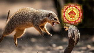 బయట మనీ పెట్టి కొనాల్సిన పనేలేదు, కెమికల్స్ లేని సన్ స్క్రీన్.. ఇంట్లోనే ఎలా చేసుకోవాలంటే?