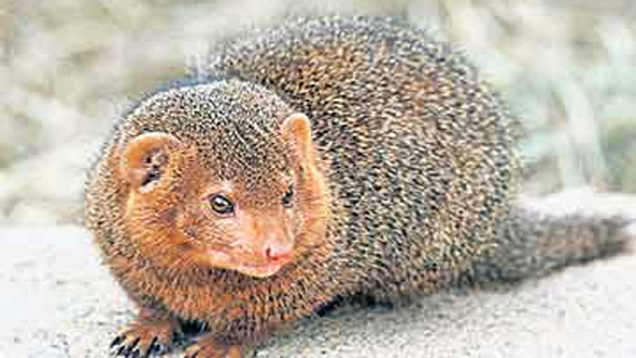 చాలా మందికి కొన్ని సార్లు ఏదైనా పని మీద బయటకు వెళ్లేటప్పుడు రోడ్డుపై పిల్లి లేదా  ఉడత ,ముంగీస లాంటివి ఎదురు రావడం జరుగుతుంది. దీంతో  కొంత మంది ఇలా ఎదురు రావడం శుభమో, అశుభమో తెలియక చాలా కంగారు పడిపోతుంటారు.