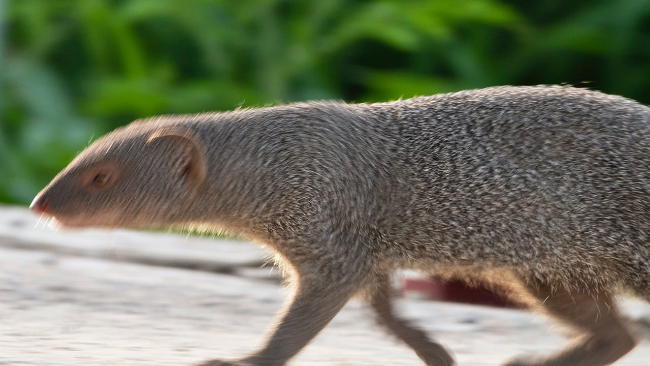 కాగా, ఇప్పుడు మనం వాస్తు శాస్త్రం ప్రకారం, రోడ్డుపై ముంగీసను చూడటం శుభమా? అశుభమా తెలుసుకుందాం. రోడ్డుపై   ముంగీసను చూడటం చాలా శుభప్రదం అంటున్నారు పండితులు.   ముఖ్యంగా మీరు ఏదైనా పని మీద బయటకు వెళ్లే సమయంలో ముంగీసను చూడటం వలన ఆ పని విజయవంతం అవుతుందంట. అంతే కాకుండా అదృష్టం కూడా కలిసి వస్తుందని చెబుతున్నారు జ్యోతిష్య శాస్త్ర నిపుణులు.