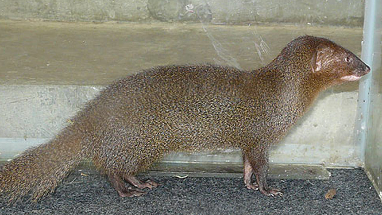 ఎందుకంటే? ముంగీస లక్ష్మీదేవి వాహనం, సంపదకు చిహ్నంగా భావిస్తారు. అందువలన ఇది ఎదురు రావడం చాలా మంచిదంట. ఏదైనా  శుభ కార్యం ప్రారంభించే ముందు దీనిని చూడటం కూడా చక్కటి ఫలితాలను  ఇస్తుందని చెబుతున్నారు జ్యోతిష్య శాస్త్ర నిపుణులు.