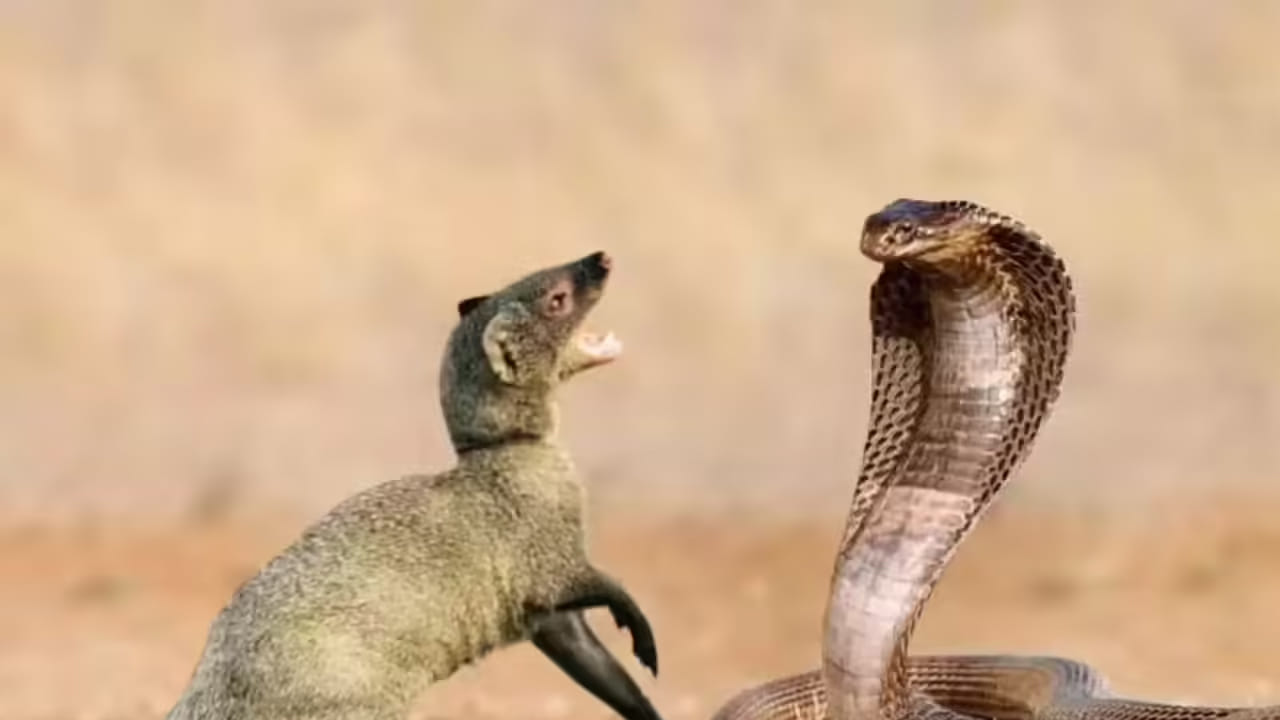 అలాగే ముంగీసను చూడటం వలన అన్ని విధాలుగా కలసి వస్తుందంట. ఇది కొన్ని సార్లు ప్రతికూల శక్తులను దొలిగించి, సానుకూలతను పెంచుతుందంట. దీనిని చూడటం వలన దిష్టి పోతుందంట. అందువలన రోడ్డుపై ముంగీసను చూడాటం చాలా శుభప్రదం అని చెబుతున్నారు జ్యోతిష్య శాస్త్ర నిపుణులు.