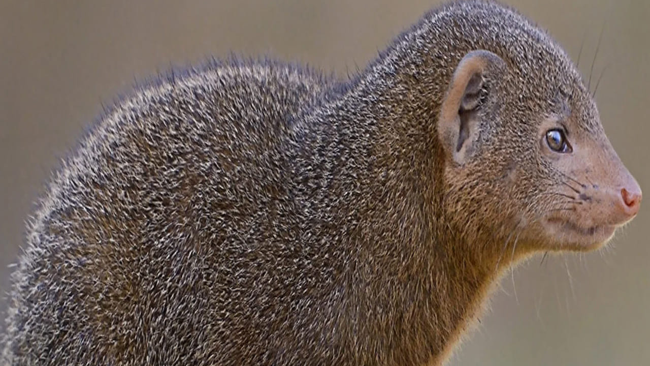  నోట్ : ఈ వార్తలలో ఇవ్వబడిన సమాచారం మత విశ్వాసాలపై ఆధారపడి ఉంది. పాఠకుల ఆసక్తి మేరకు.. పలువురు పండితుల సూచనలు, వారి తెలిపిన అంశాల ఆధారంగా అందించినవి మాత్రమే.. వీటిలో ఎలాంటి శాస్త్రీయ ఆధారాలు లేవని పాఠకులు గమనించాలి. టీవీ9 తెలుగు దీనిని ధృవీకరించలేదు