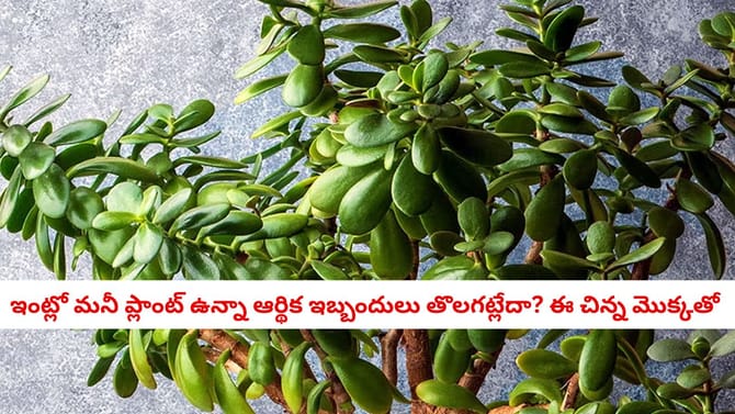 ఇంట్లో మనీ ప్లాంట్ ఉన్నా ఆర్థిక ఇబ్బందులు తొలగట్లేదా? కారణమిదే..