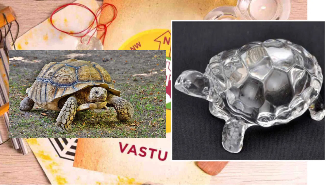 Vastu.. Real Tortoises1